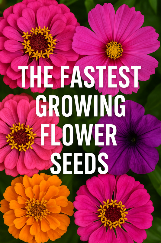 Bright collage of zinnias, cosmos, petunias, and marigolds grown from seed, showcasing the fastest growing flower seeds for quick garden color