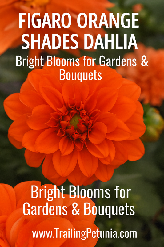 Dahlia Figaro Orange Shades flowers in full bloom