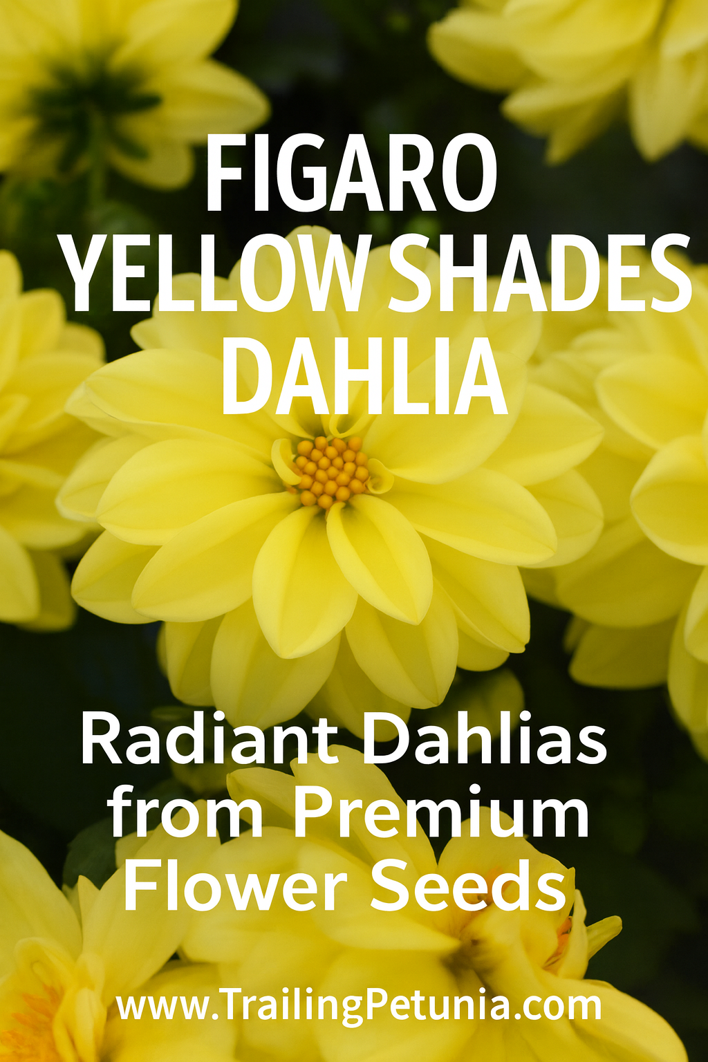 Dahlia Figaro Yellow Shades flowers in full bloom