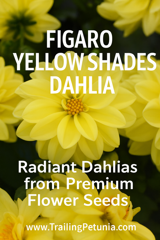 Dahlia Figaro Yellow Shades flowers in full bloom