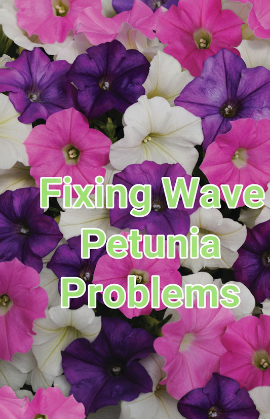 “Fixing Wave Petunia problems including leggy plants and no blooms in hanging baskets — solutions for Easy Wave and Shock Wave Petunias.