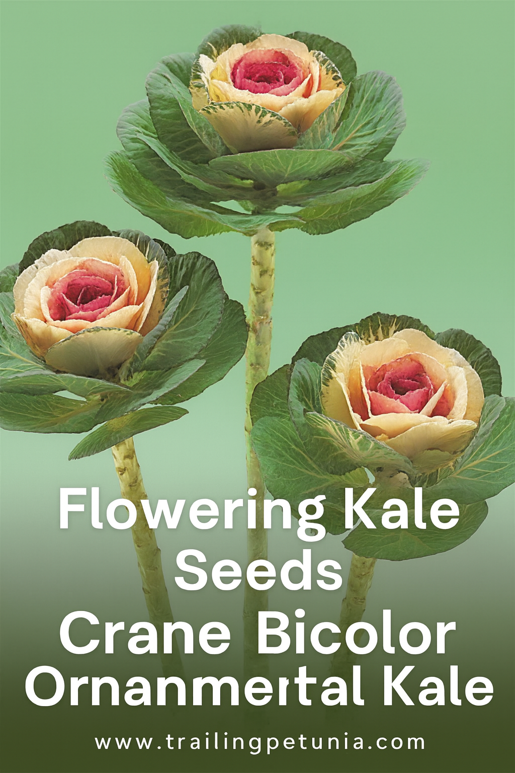 Flowering Kale Seeds – Crane Bicolor Ornamental Kale for Gardens & Cut ...
