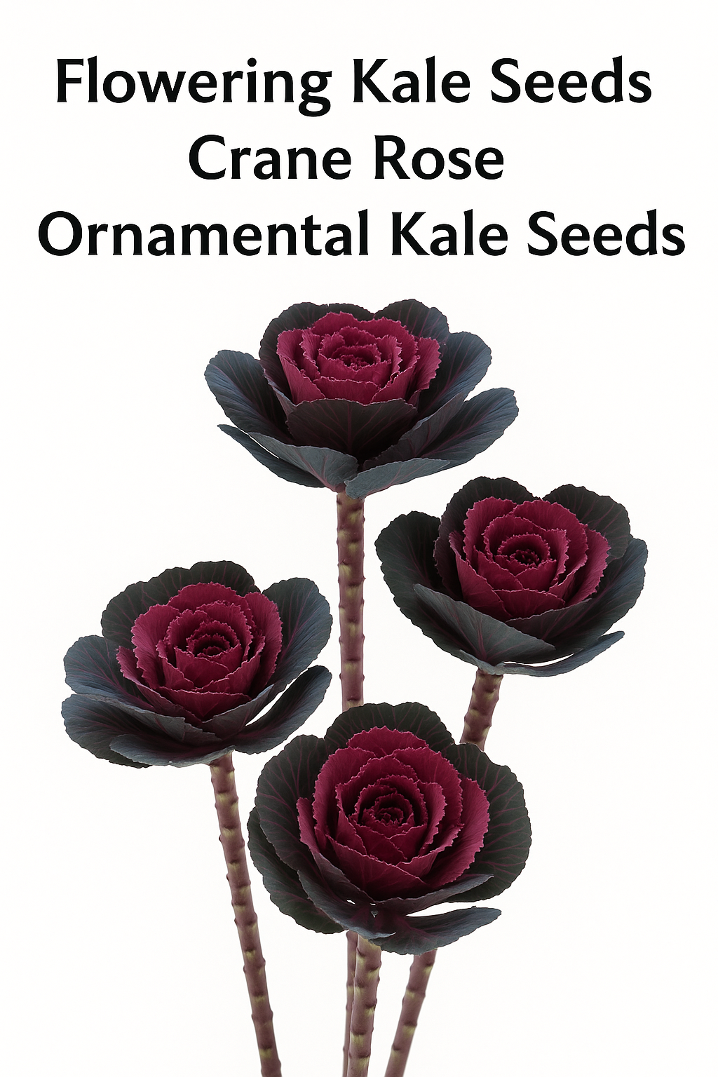 Flowering Kale Seeds – Crane Rose Ornamental Kale for Gardens & Cut ...