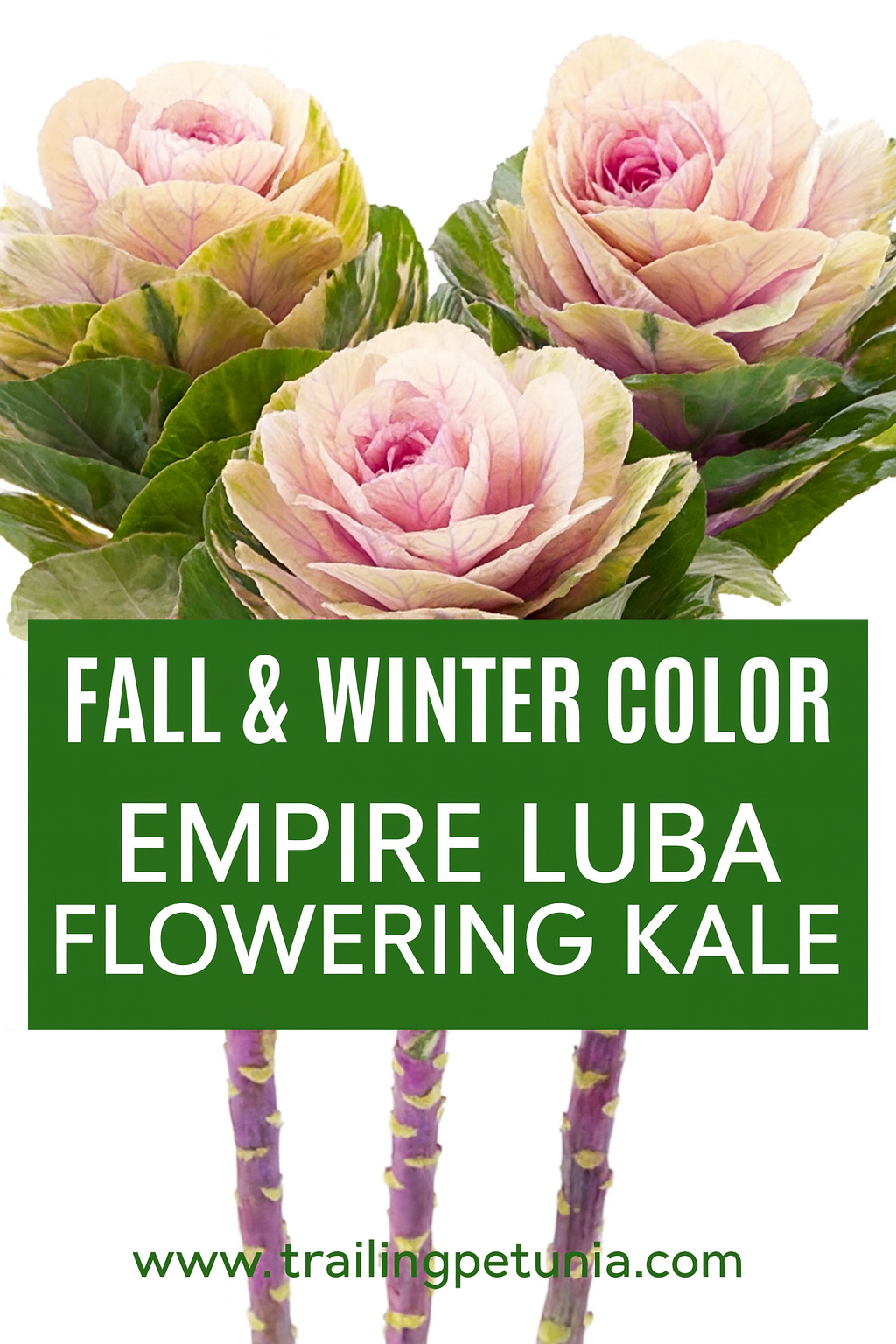 Flowering Kale ‘Empire Luba’ with layered pink and green rosettes on tall stems, grown as an ornamental cabbage for fall and winter gardens and cut flower arrangements