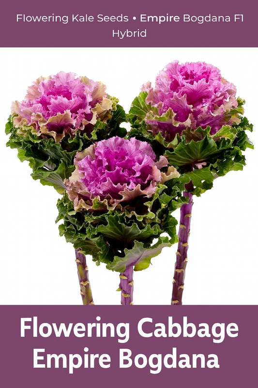 Flowering Kale Empire Bogdana F1 Hybrid with creamy white and pink rosettes on tall stems, ideal for ornamental gardening and floral use.