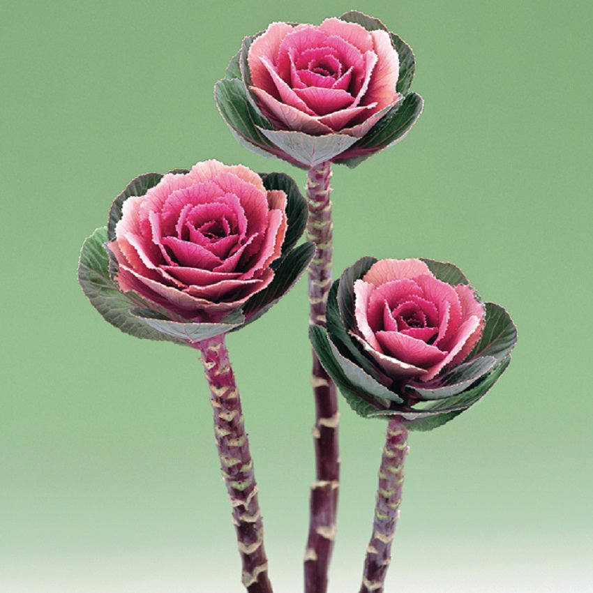 Flowering kale vs ornamental cabbage – differences, varieties, and which seeds to choose