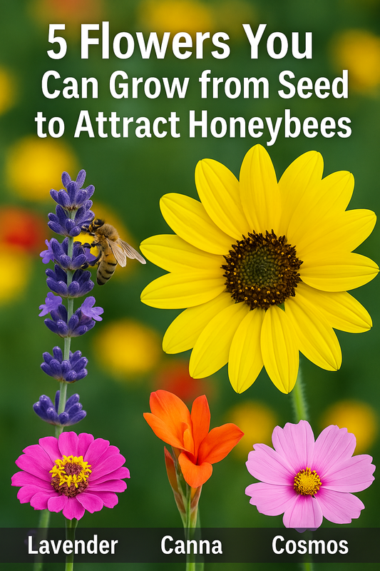 Lavender, sunflower, zinnia, canna, and cosmos flowers in bloom with honeybees collecting nectar, showcasing the best plants you can grow from seed to attract honeybees