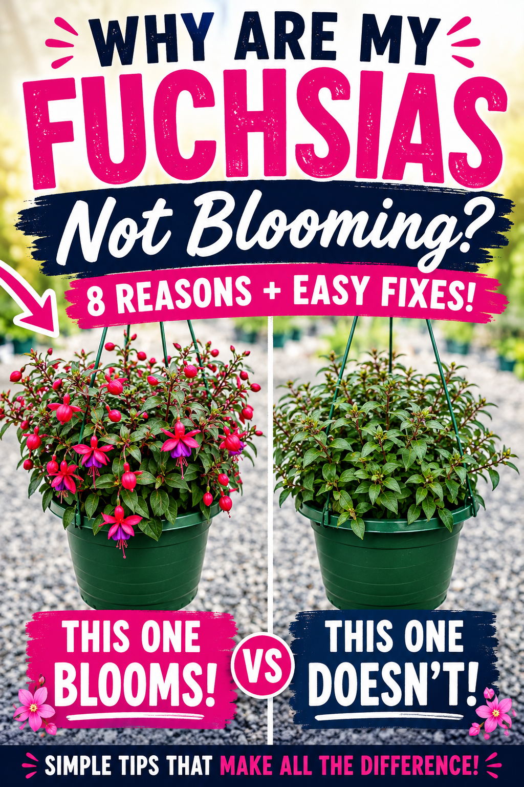 Two fuchsia hanging baskets side by side showing one covered in blooms and one with few flowers, illustrating common fuchsia blooming problems and solutions.