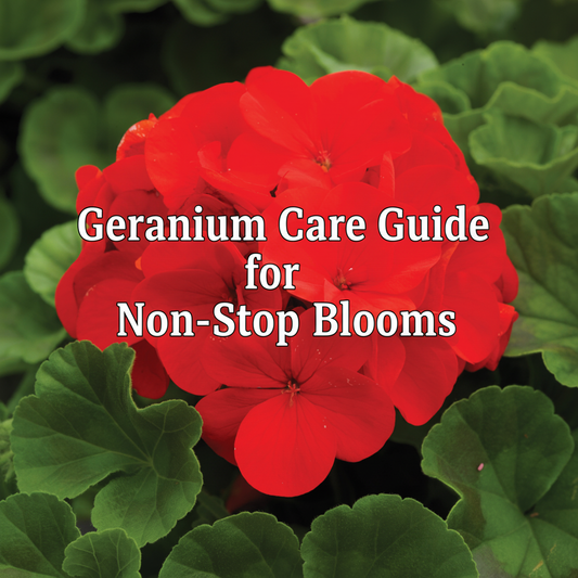 Healthy Geranium plants with bright blooms being deadheaded and fertilized to encourage continuous flowering. Learn how to care for Geraniums for non-stop summer blooms.