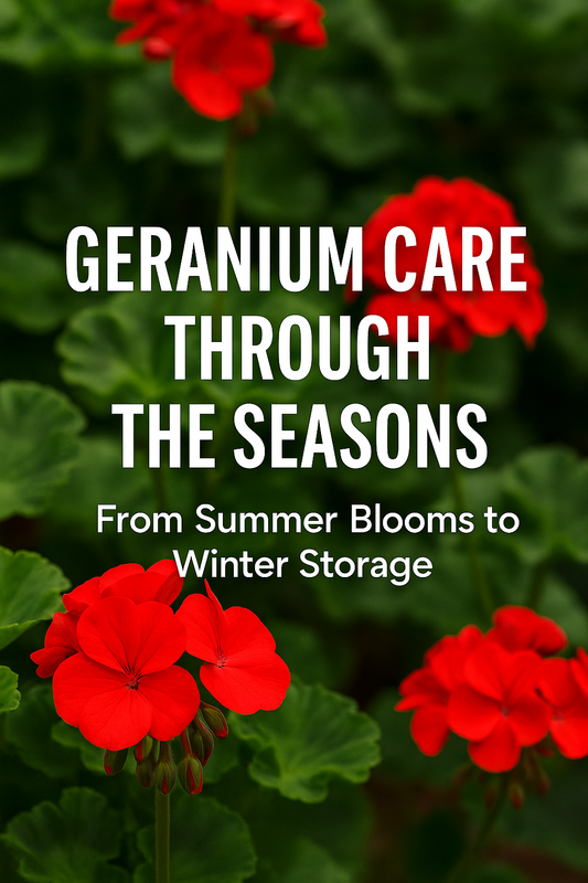 Vibrant red geranium flowers with lush green leaves and text overlay “Geranium Care Through the Seasons | From Summer Blooms to Winter Storage