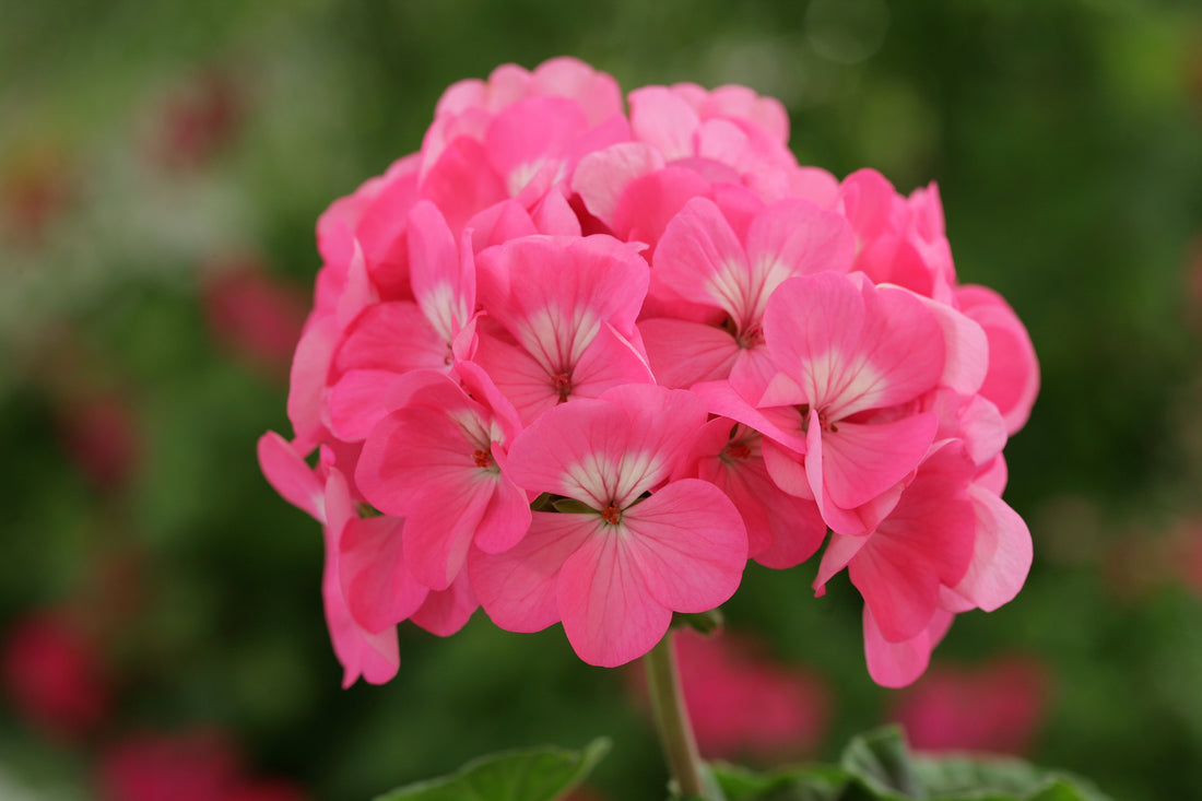 Close-up of Geranium Horizon Rose in full bloom with bold rose-pink petals and lush green foliage.
