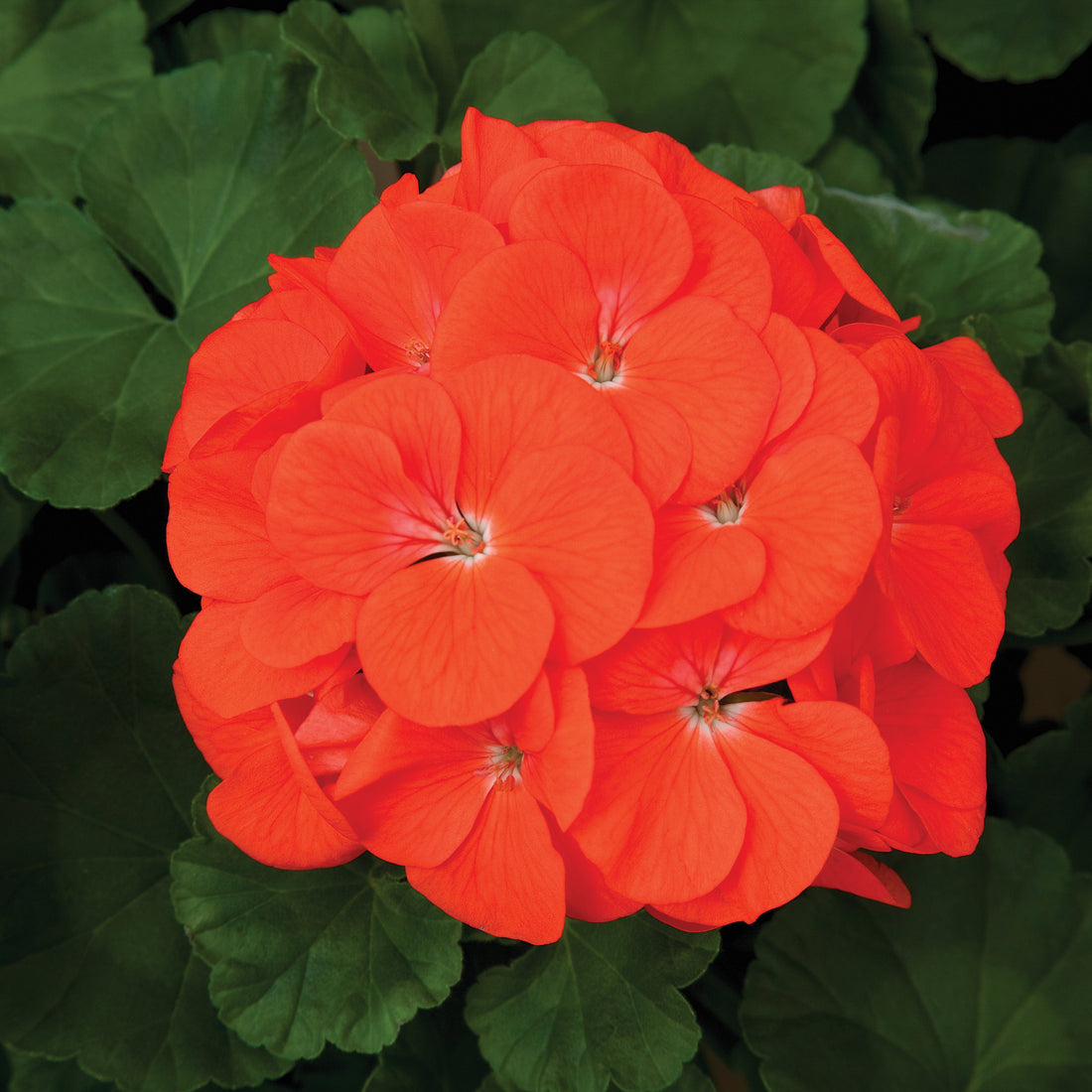 Vibrant orange Geranium Maverick flowers in full bloom with upright growth and lush green leaves, perfect for garden beds or containers.