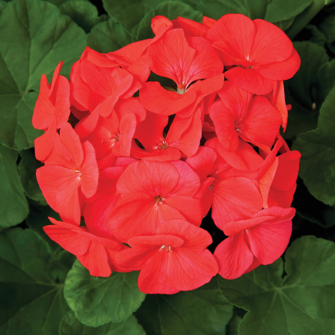 Geranium Pinto Coral blooms with lush green leaves in garden.