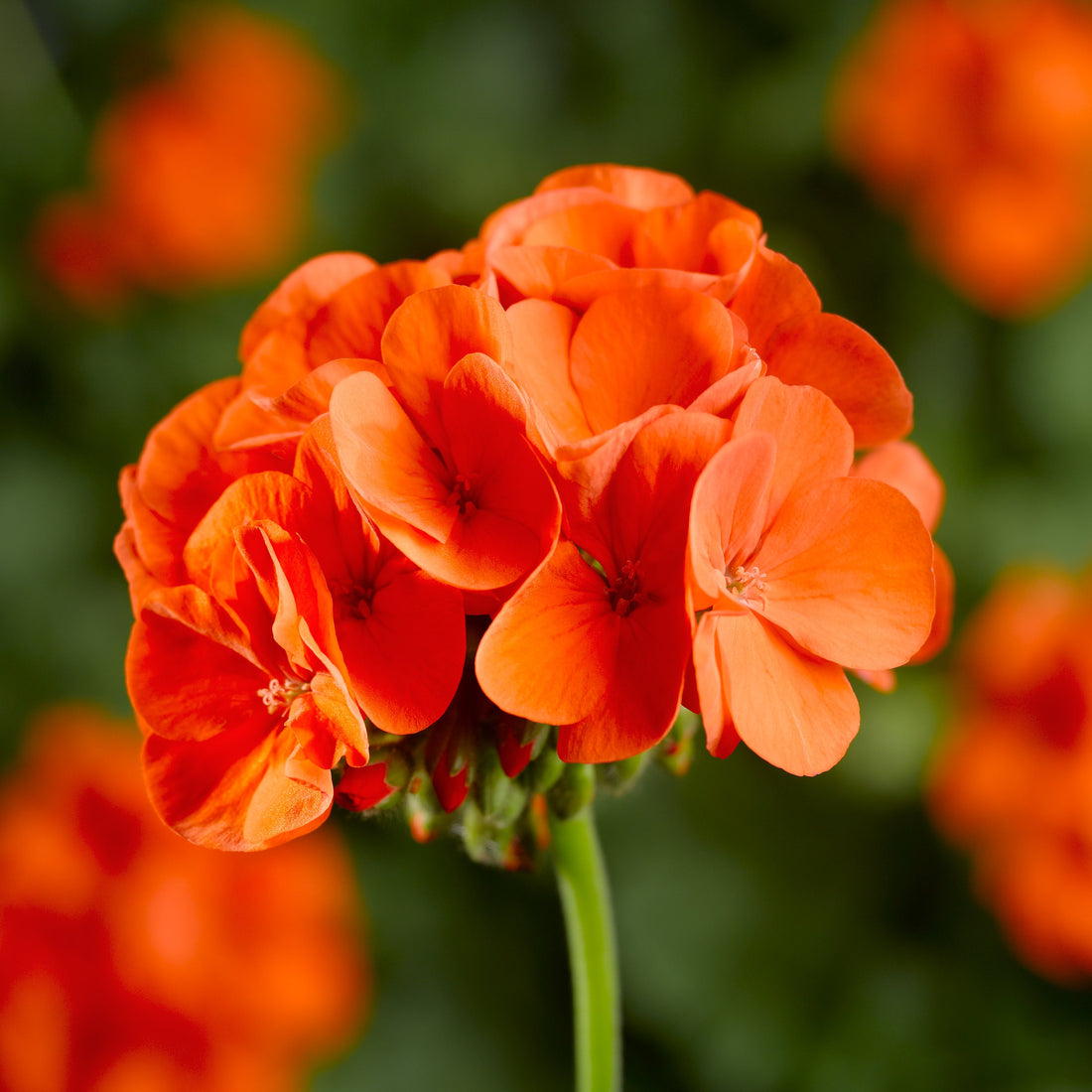 Geranium Pinto Premium Orange Bi Color flowers in full bloom with two-tone petals