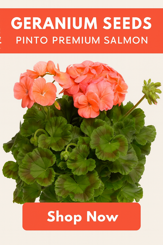 “Geranium Pinto Premium Salmon flowers with vibrant salmon-pink blooms in full garden display”