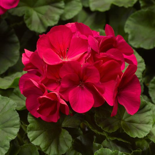 Geranium Pinto Premium Violet flowers with deep violet blooms in garden setting