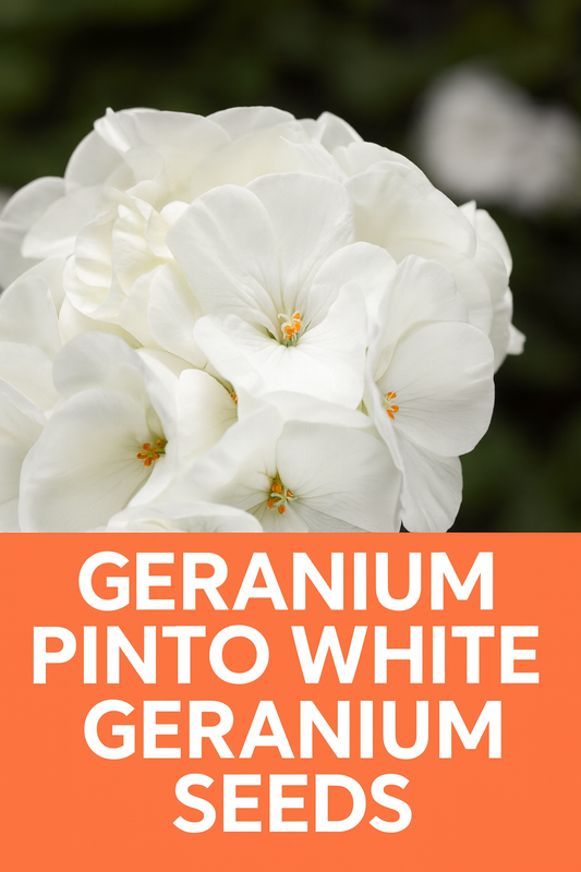 Geranium Pinto White Blooms – Elegant White Geranium Flowers