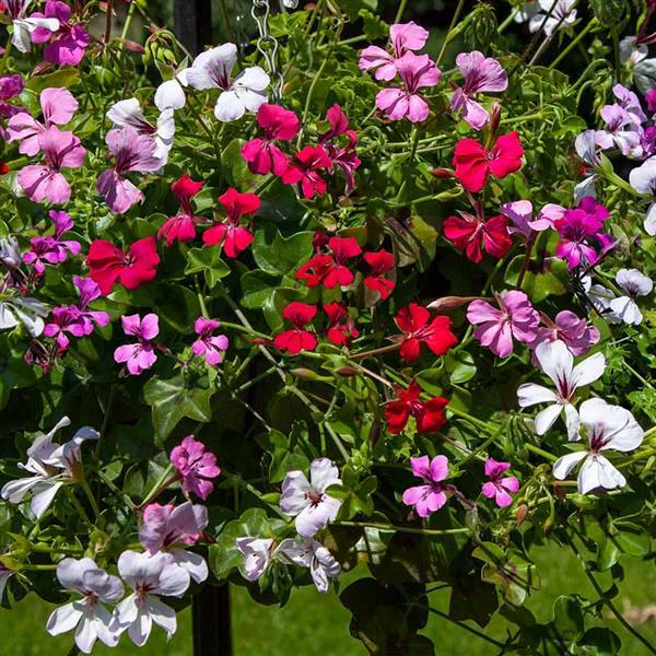 Ivy Geranium Reach Out Formula Mix in full bloom cascading from a hanging basket with vibrant red, pink, and lavender flowers.