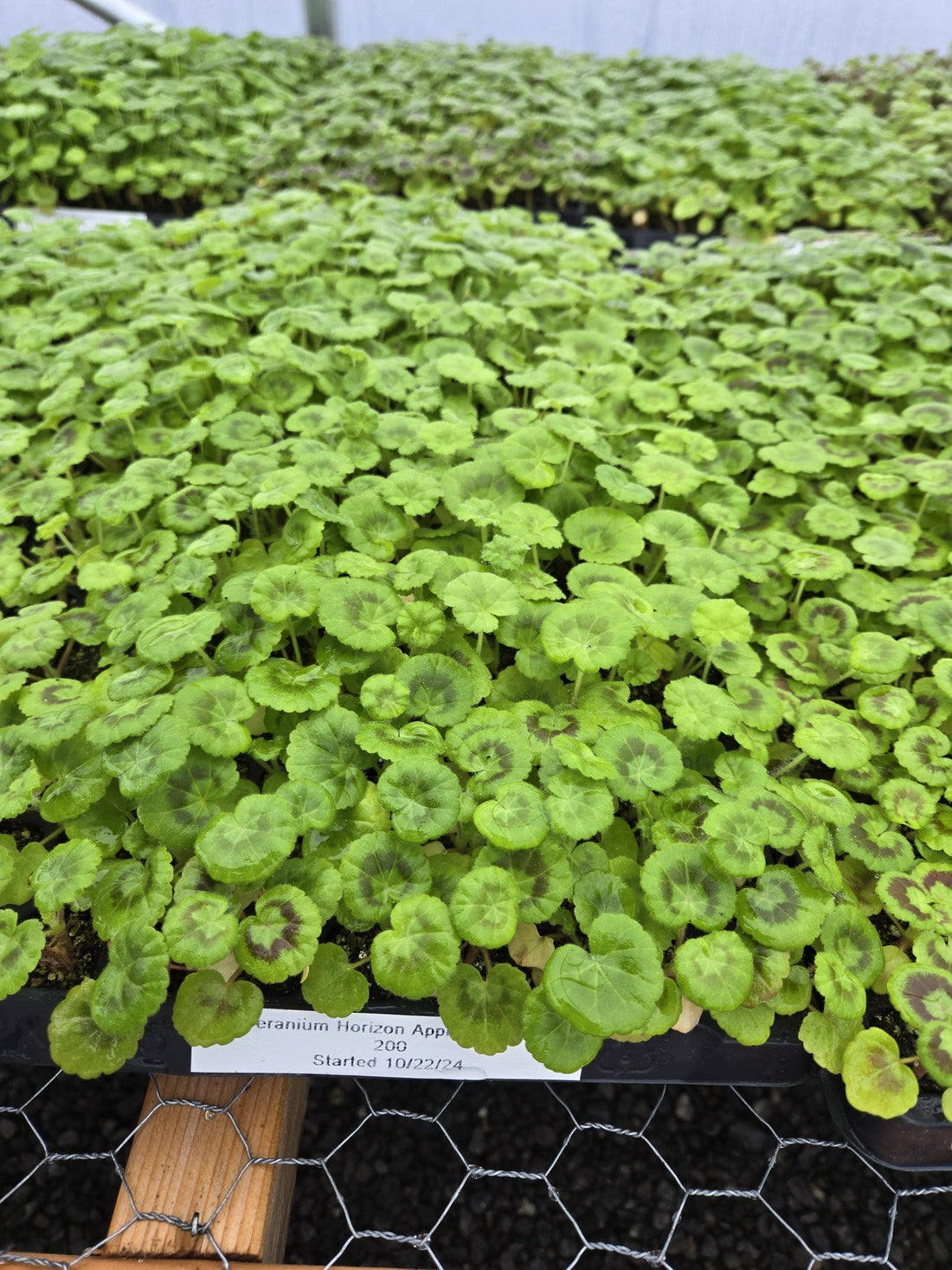 Feed, thin, and pot up