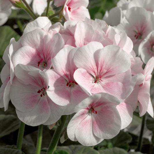 Geranium flowers in bloom with soft pink petals and rounded green leaves, ideal for containers, beds, and window boxes