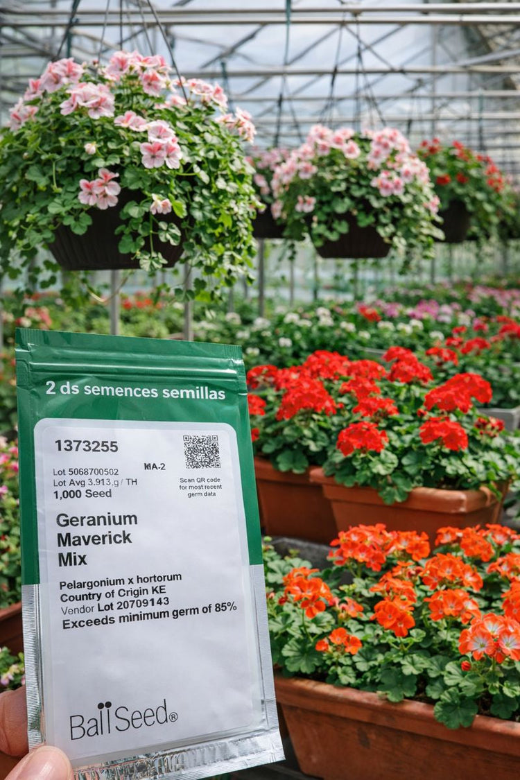 Geranium Seeds Explained | Choosing the Best Flower Seeds to Grow ...