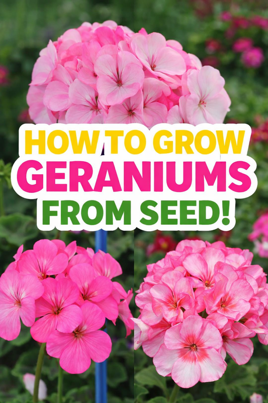 How to grow geraniums from seed with bright pink geranium flowers in bloom, complete geranium seed starting guide for gardeners