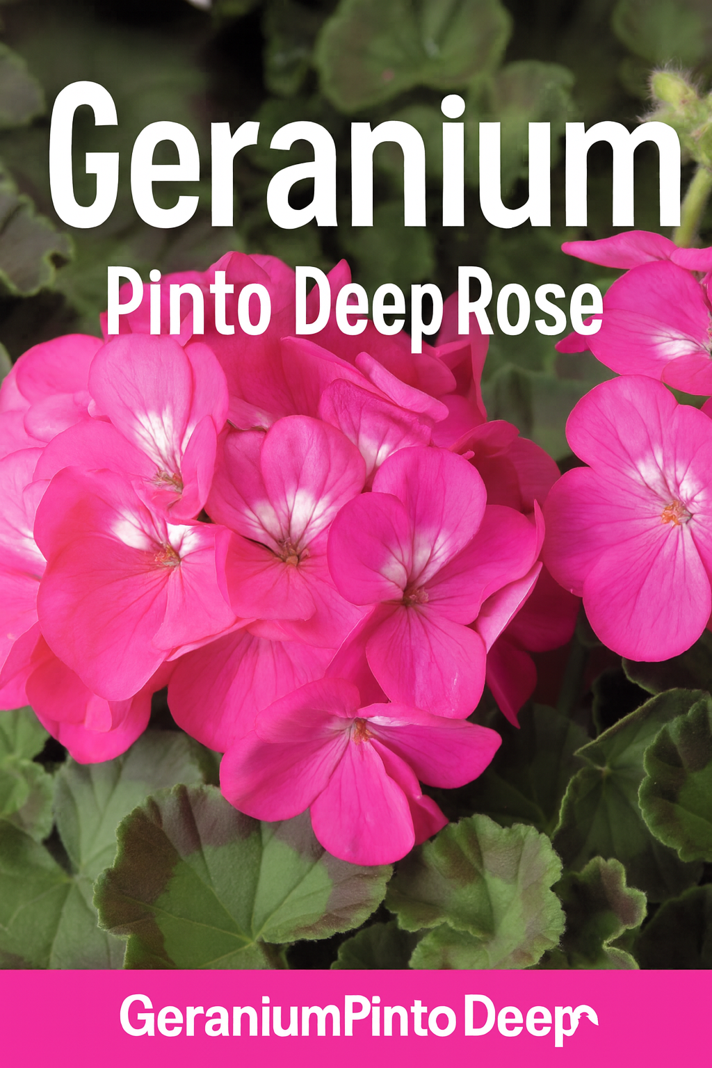 Geranium Pinto Deep Rose flowers blooming in vibrant rose-pink clusters