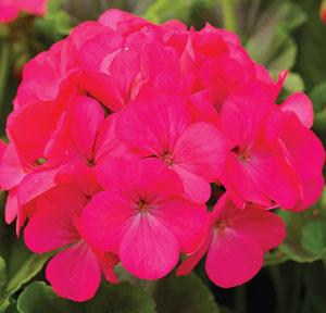 A full bloom of Geranium Maverick Rose showing vibrant rose-pink petals in a tight, round flower head, surrounded by healthy green foliage.