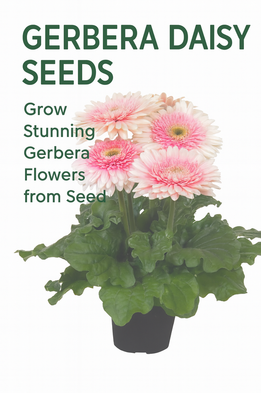 A blooming Gerbera daisy plant in a pot with pink and white flowers and deep green foliage