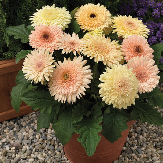 Healthy gerbera daisy in full bloom — guide to diagnosing and fixing brown leaves on gerbera daisies