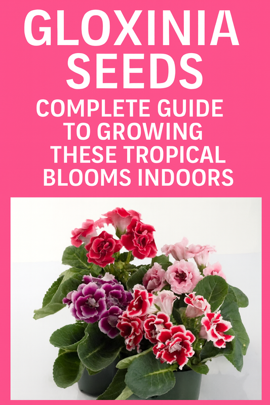Gloxinia flowers in full bloom grown from seed indoors in vibrant pink, red, and purple colors