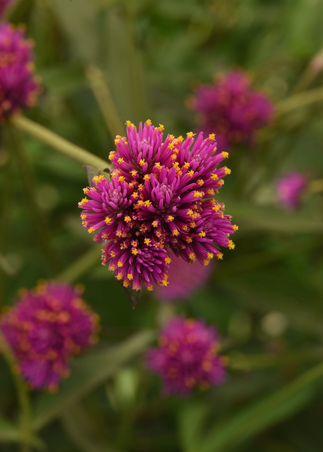  “Gomphrena Fireworks flowers used as filler in a mixed summer bouquet