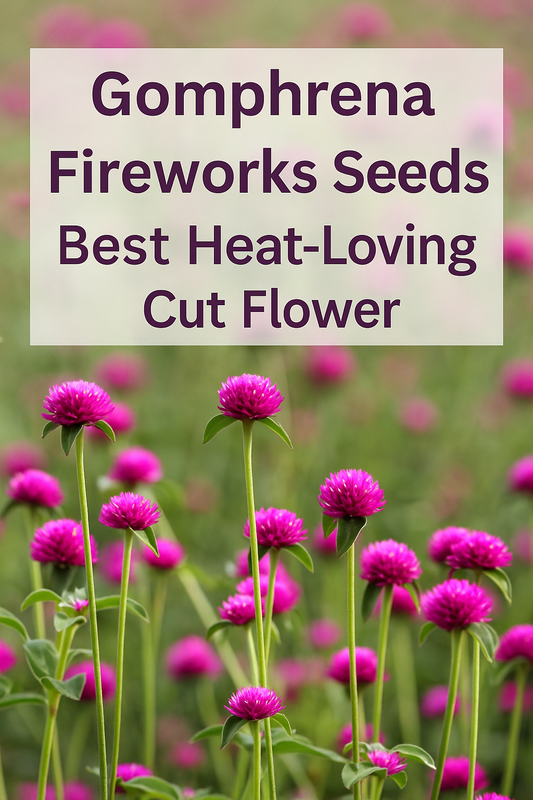 Gomphrena Fireworks Seeds – bright magenta globe blooms thriving in summer heat, ideal for cut flower gardens and bouquets