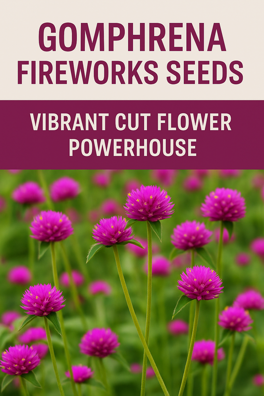 Gomphrena Fireworks Seeds – vibrant pink globe blooms perfect for cut flower bouquets and summer gardens