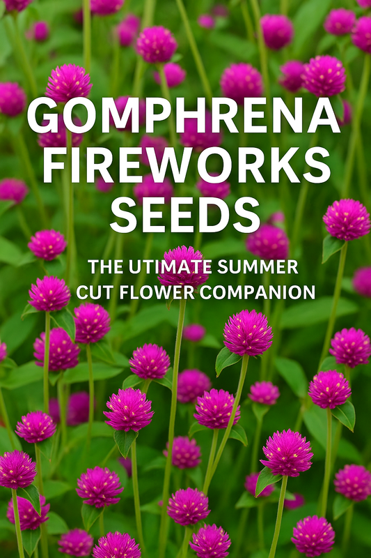 Gomphrena Fireworks Seeds – bright magenta globe blooms standing tall in summer sun, perfect for colorful cut flower gardens and bouquets