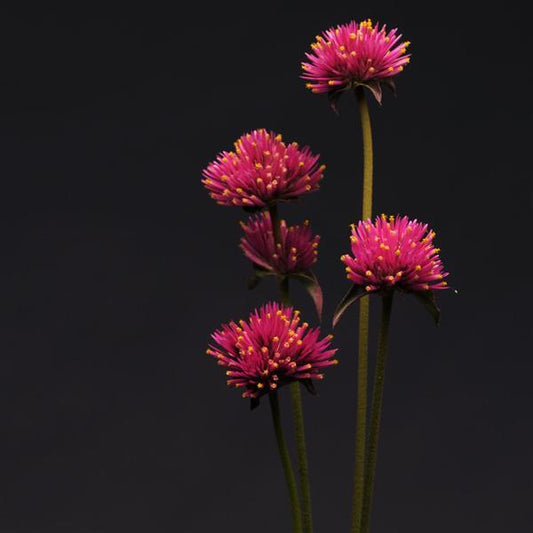 Pink Gomphrena Fireworks blooms with yellow-tipped florets on slender stems