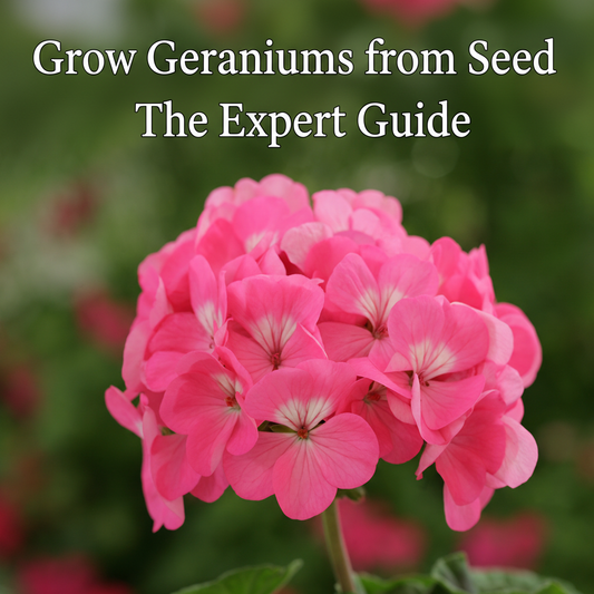 Healthy Geranium seedlings growing in trays, ready to be transplanted for vibrant summer blooms. Learn how to grow Geraniums from seed with expert tips for strong, colorful plants.