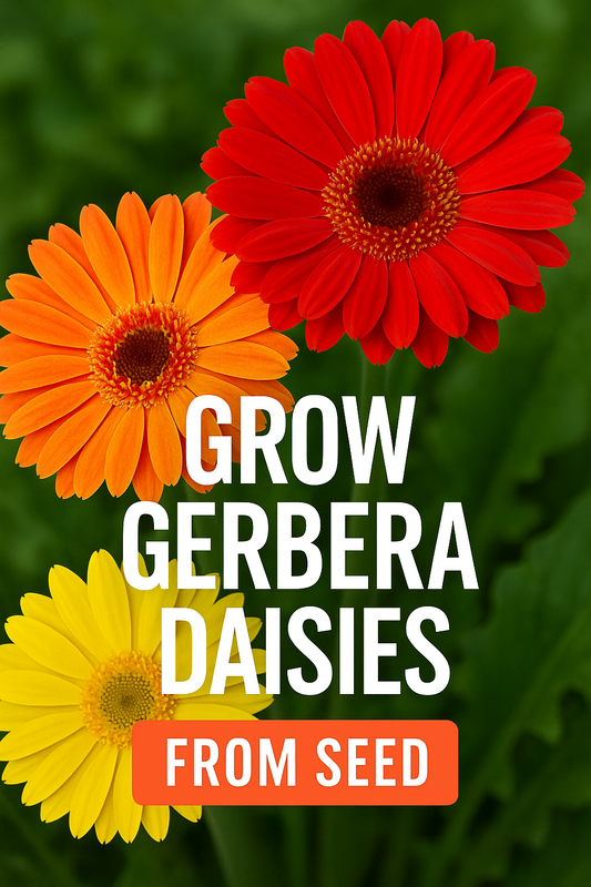 Bright red, orange, and yellow Gerbera daisies with text overlay promoting how to grow Gerbera daisies from seed.