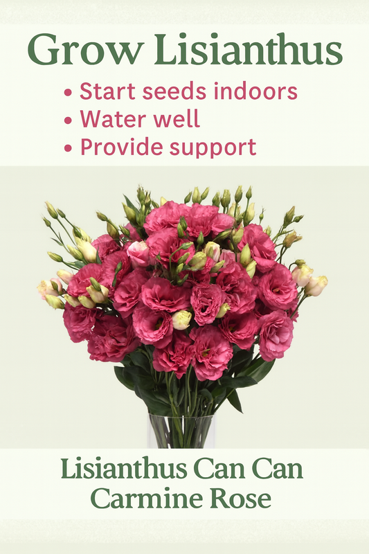 Lisianthus Can Can Carmine Rose flowers blooming in summer garden