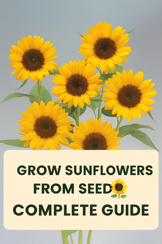 Bright yellow sunflowers with dark centers and green leaves – image for complete beginner’s guide on how to grow sunflowers from seed