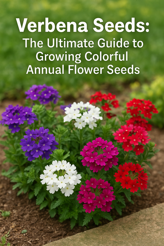Colorful Verbena flowers blooming in a sunny garden bed.