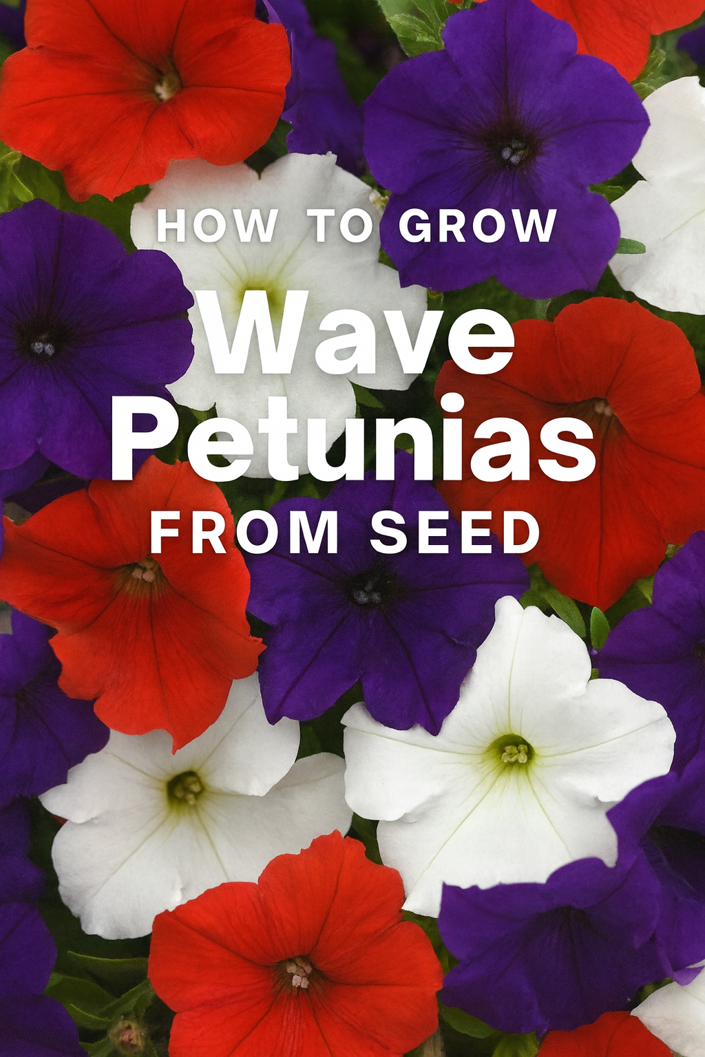 Vibrant red, white, and blue Wave Petunias in full bloom — Easy Wave and Wave Petunia seed mix used for baskets and garden beds.