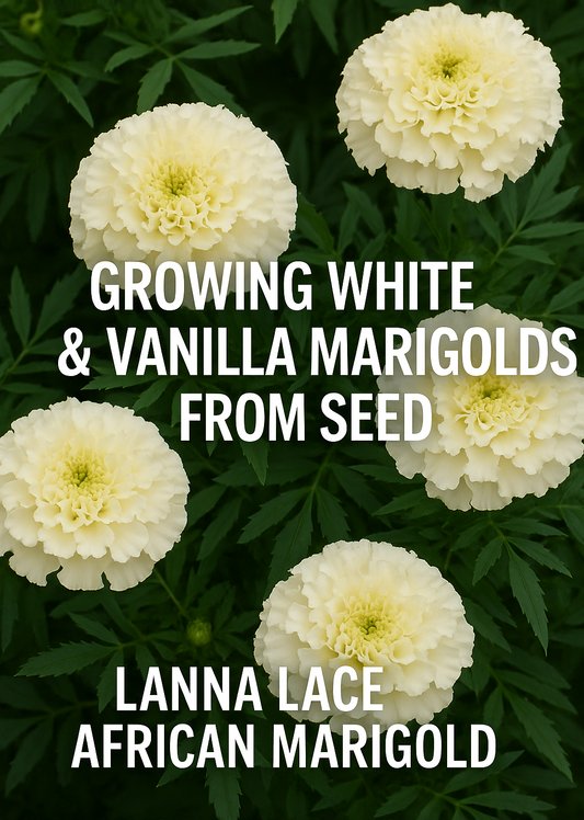 Creamy white and vanilla Lanna Lace African Marigold blooms with lush green foliage — perfect summer marigolds grown easily from seed for flower beds and containers.