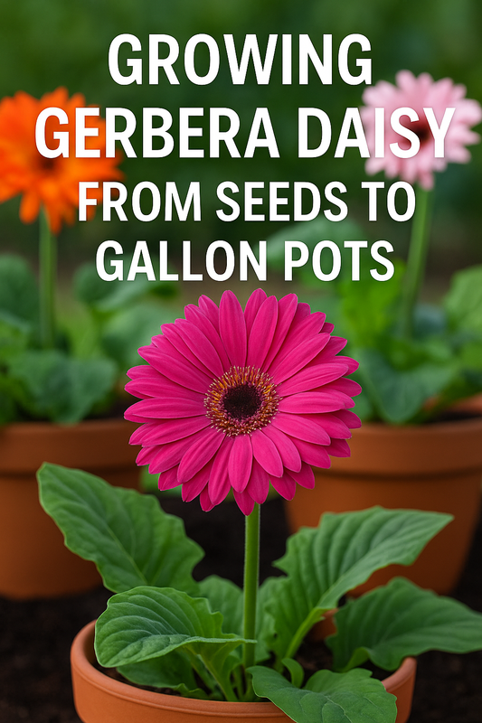 Gerbera daisy grown from seed to blooming plant in gallon pot
