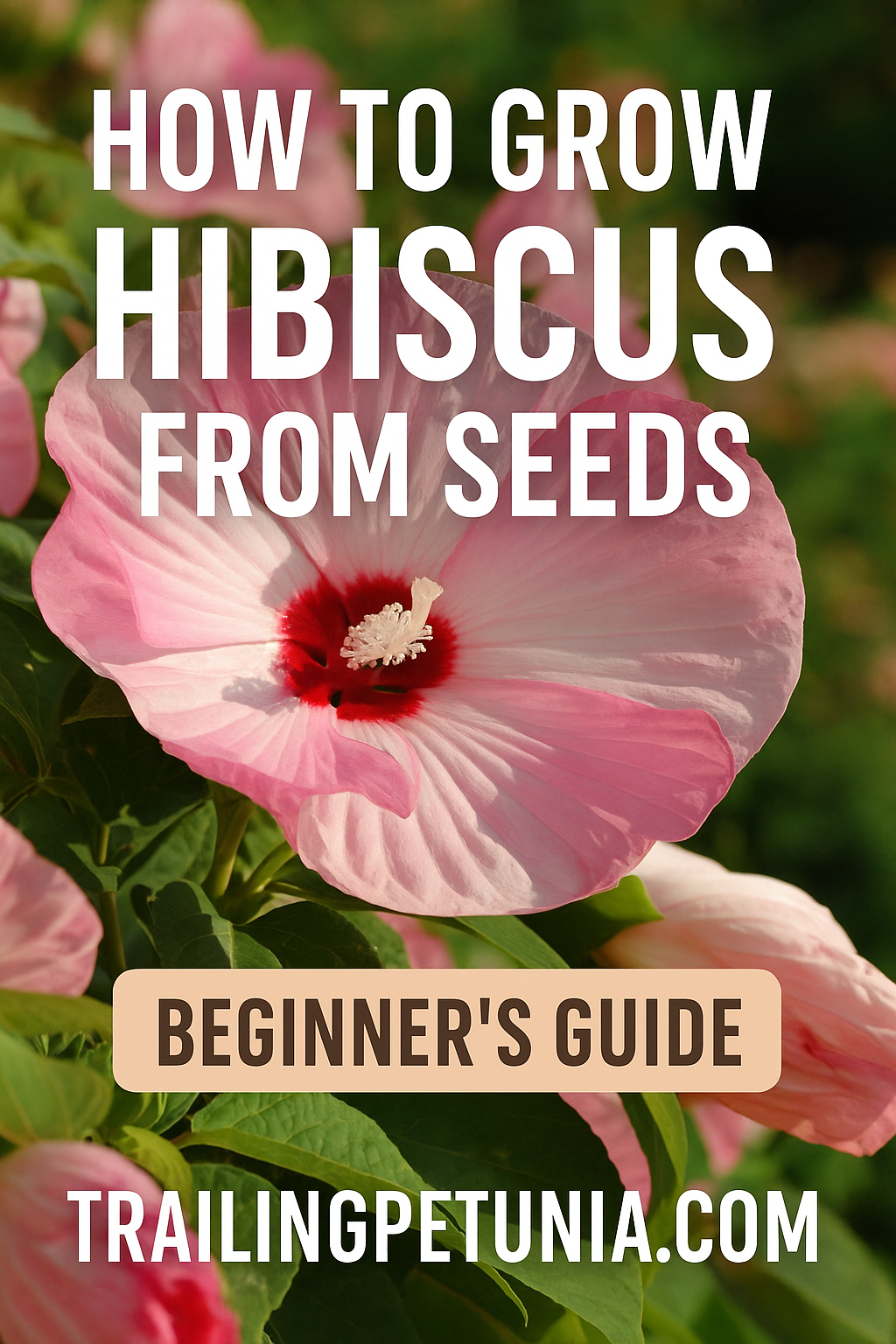 How to Grow Hibiscus from Seeds  Complete Beginner's Guide   trailingpetunia.com