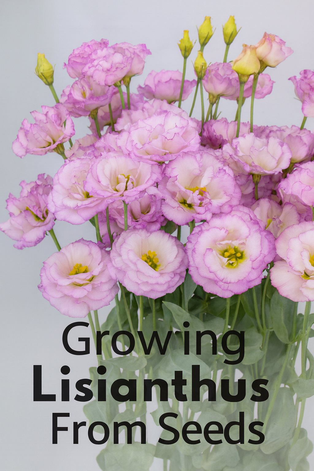 Tall stems of pink and lavender lisianthus flowers grown from seed, ideal for cut flower gardens