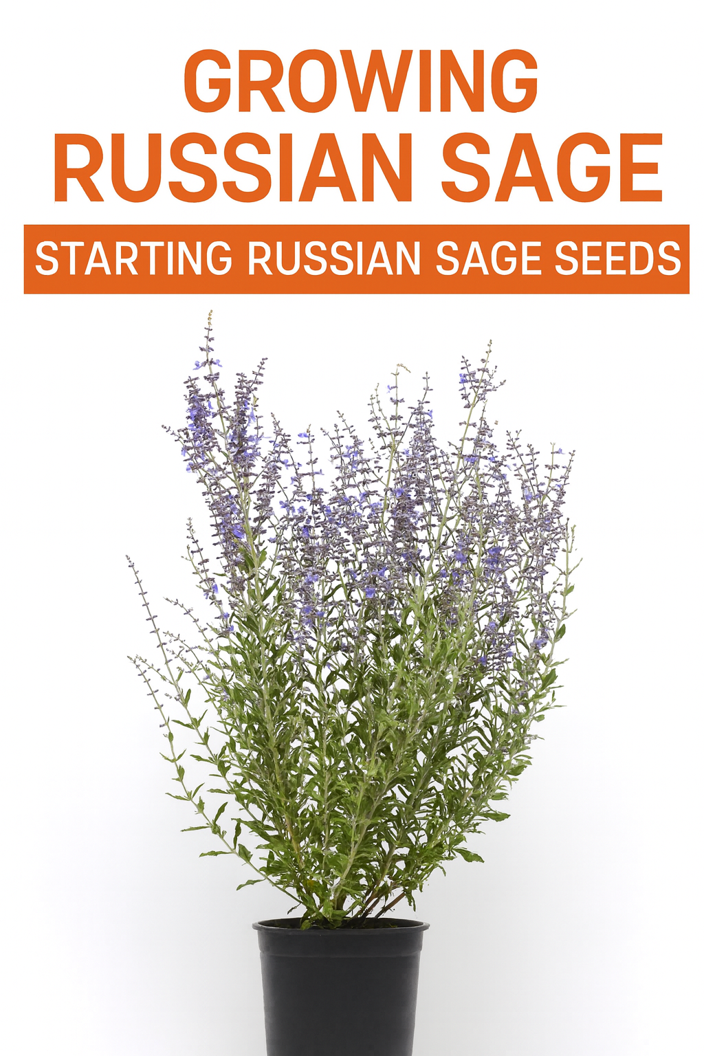 “Potted Russian Sage Perovskia Blue Steel with violet-blue flower spikes and silver-green foliage, showing how to grow Russian Sage from seed like a pro.