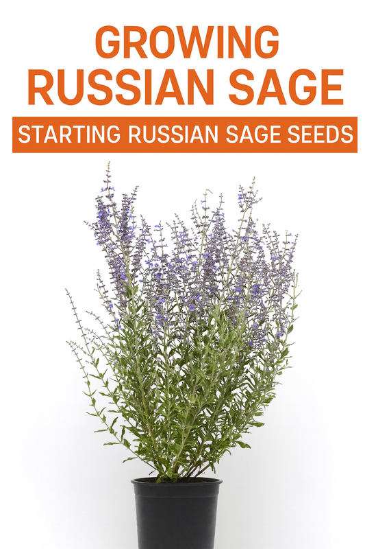 “Potted Russian Sage Perovskia Blue Steel with violet-blue flower spikes and silver-green foliage, showing how to grow Russian Sage from seed like a pro.