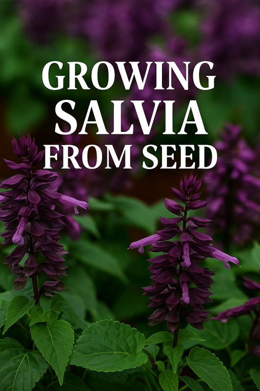 Salvia seedlings growing under lights from seed