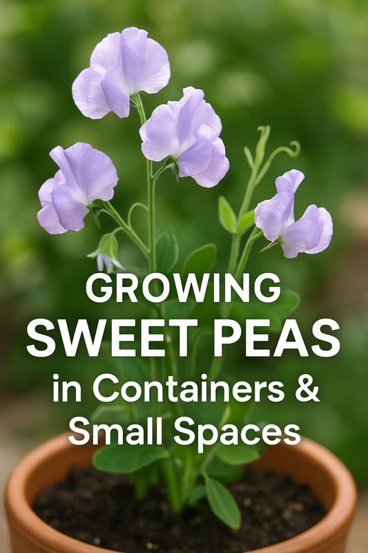Sweet peas growing in containers with text overlay showing how to grow sweet peas in containers and small spaces